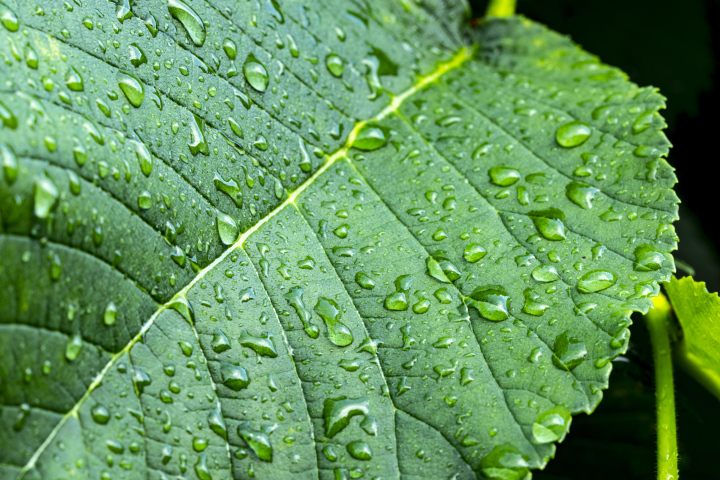 Water drops on the leaf