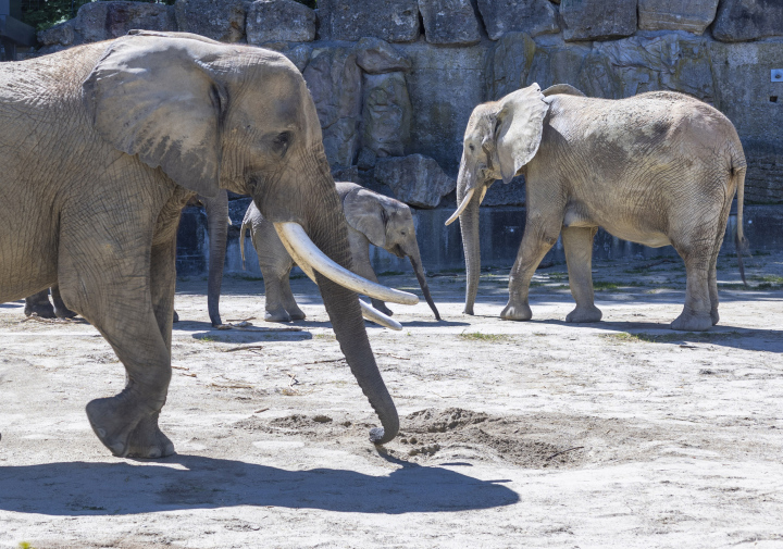 Elephants at the Zoo