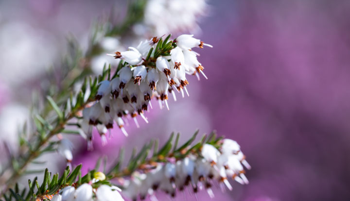 White Heather