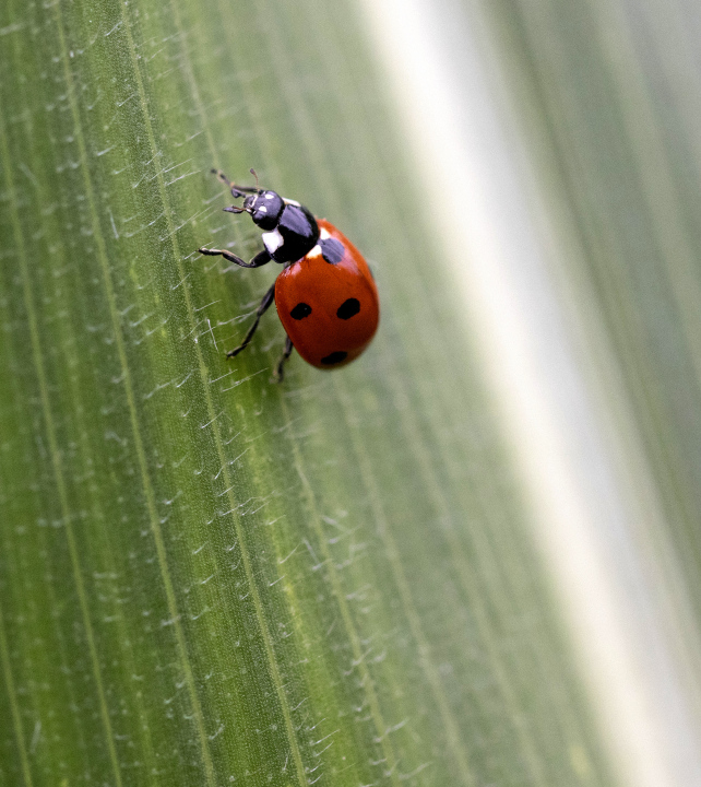Ladybug On The Leaf