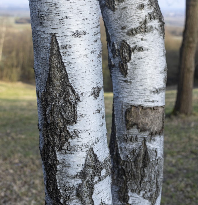 Birch Trunks