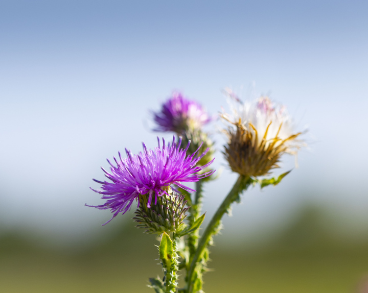 Blooming Burdock