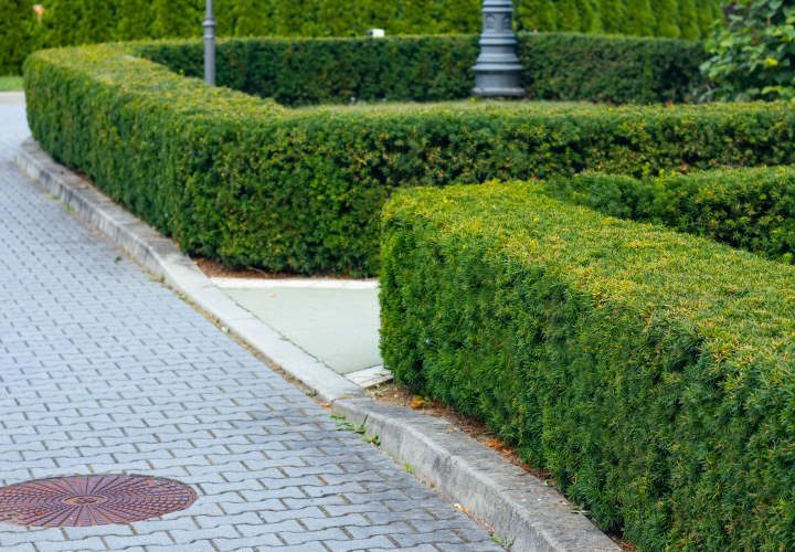 A trimmed hedge in the Park