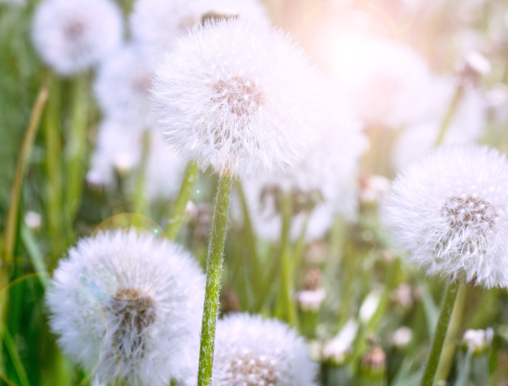 Dandelions in the sun