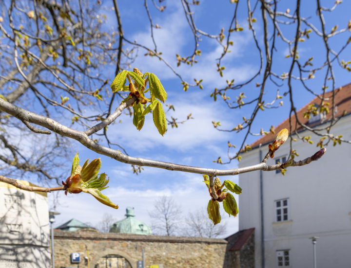 Buds on Tree Branches, spring April