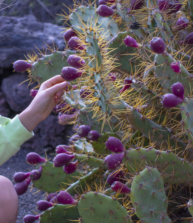 Picking the fruit of the prickly pear, the cactus