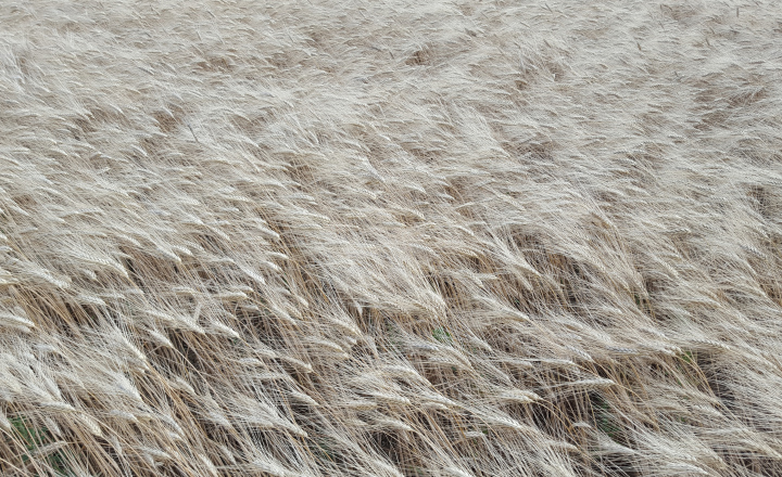 Ready-to-harvest cereal
