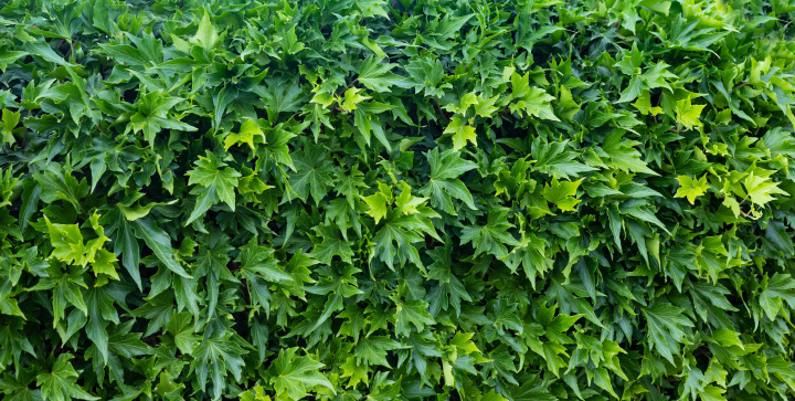 Green Wall of Leaves, free background download