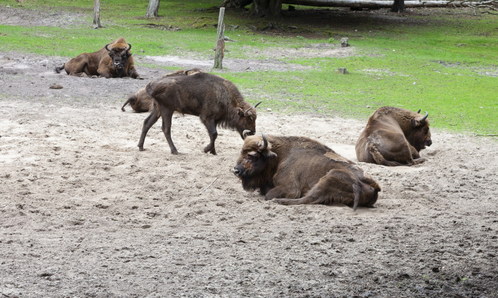 Bison On Catwalk