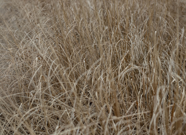 Very dry grass