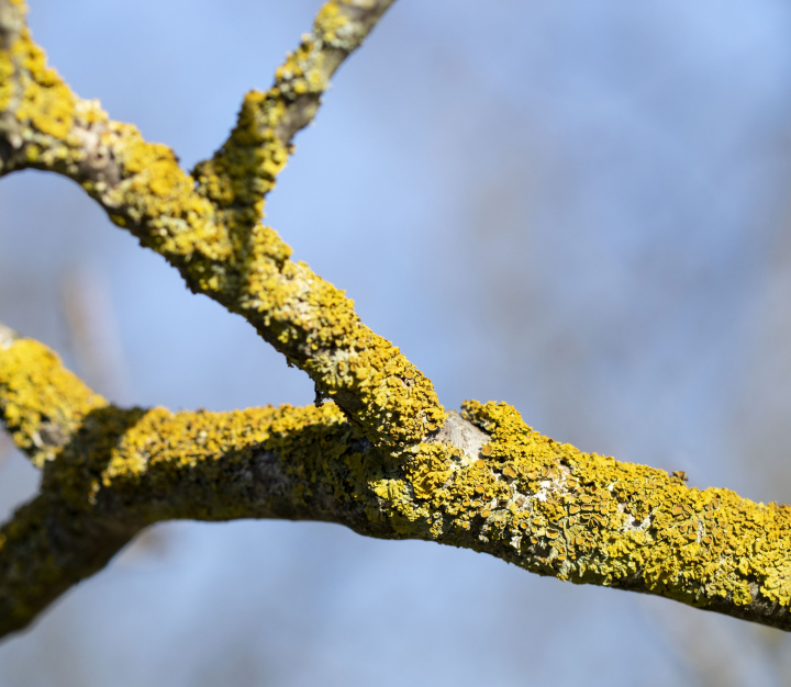 Lichens on branches