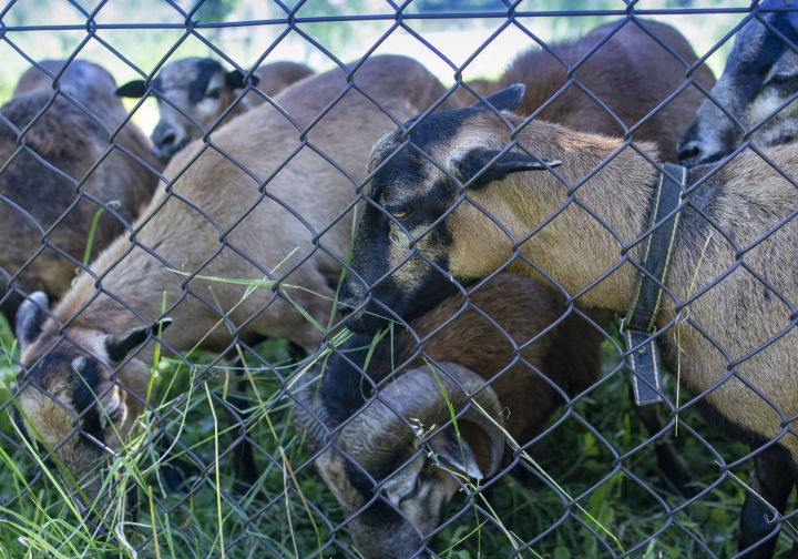 Brown Sheep in the Yard