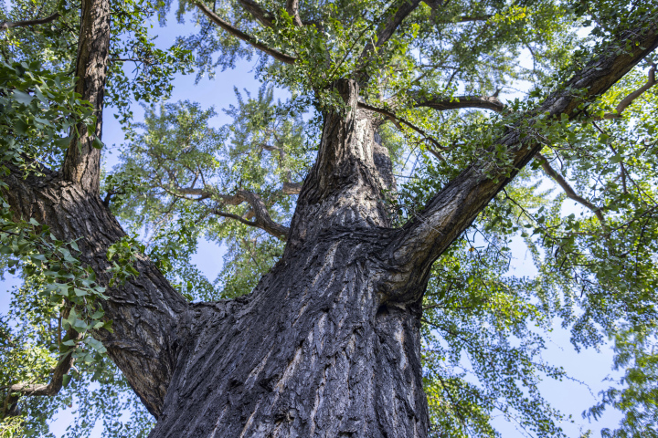 A tall tree with a thick trunk