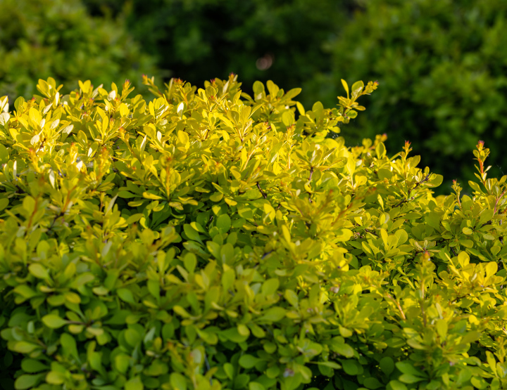 Barberry, a variety with yellow leaves