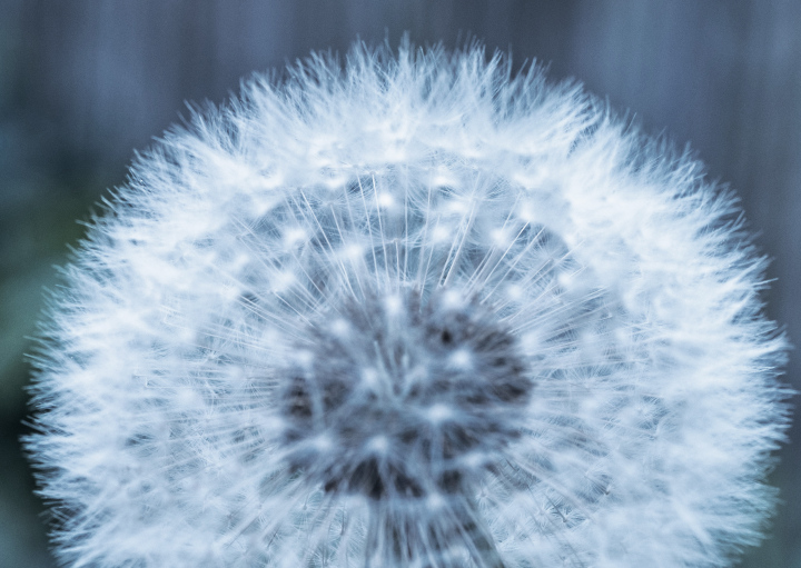 Dandelion approximation