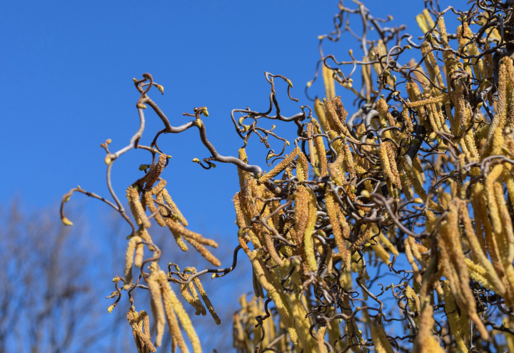 Blooming Hazel