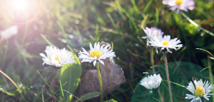 Daisies in the sun