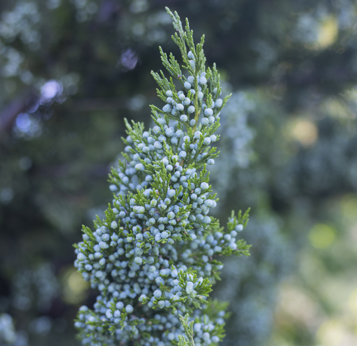 A Branch of a Coniferous Bush with Seeds