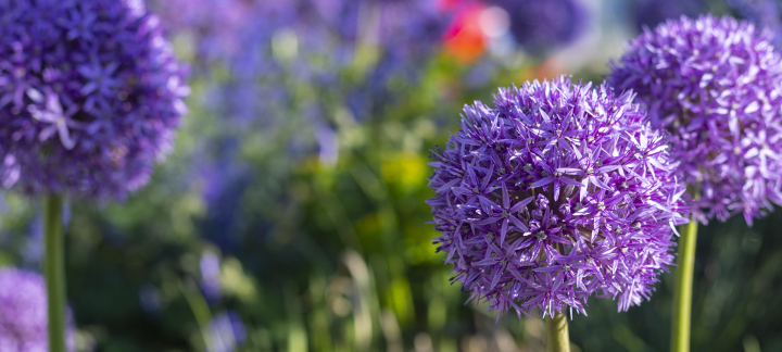 Blooming Decorative Garlic.