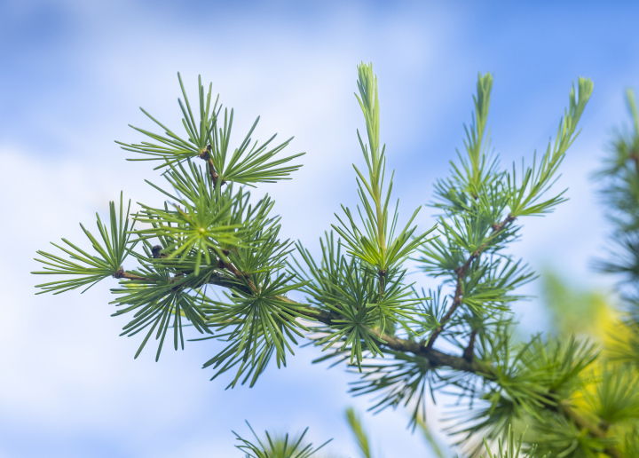 Larch branch, coniferous tree