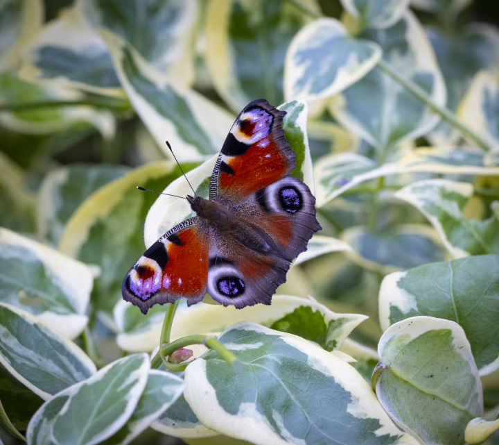 Butterfly on Leaves