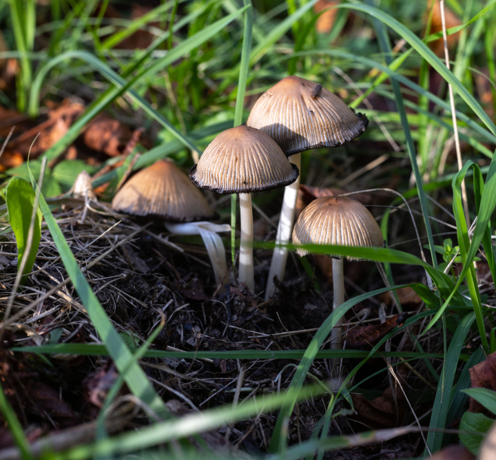 Mushrooms in the grass