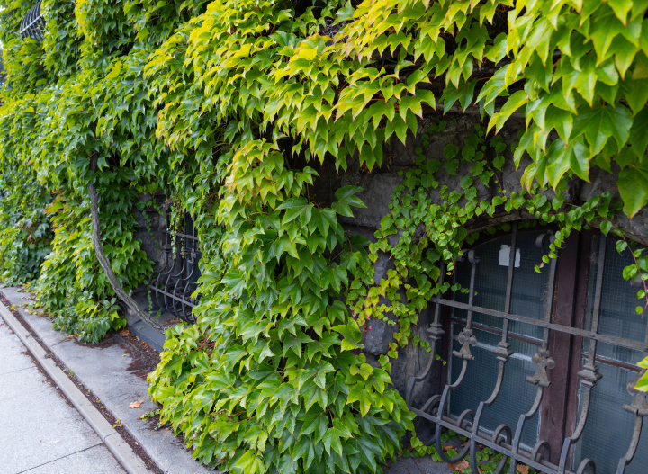 A historic building overgrown with grapevine