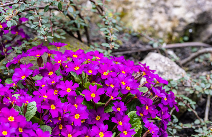 Julia primula (Primula juliae Kusn)