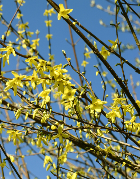 Forsythia in Flowering Time