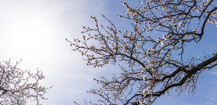 Flowering fruit trees. Branches against the clear sky.
