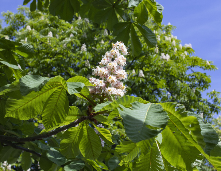 A blooming Chestnut tree