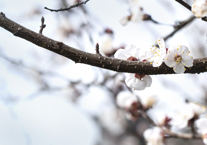 Blooming Spring in Orchard