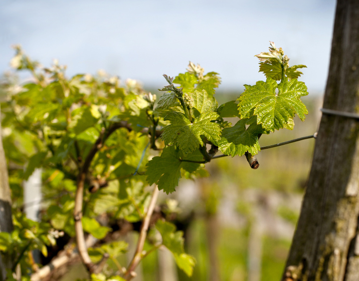 Vine Shoots In The Spring