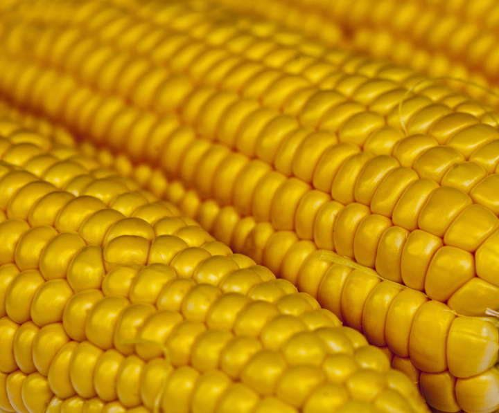 Corn Grains