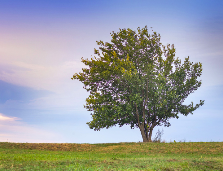 Lonely Tree free picture