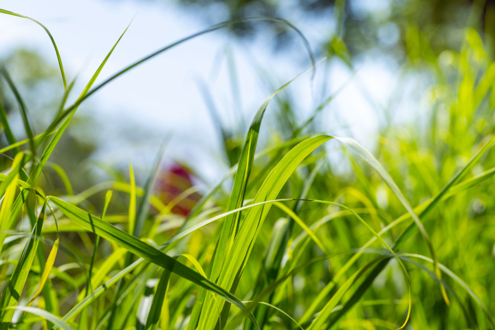 Tall Grass in the Garden