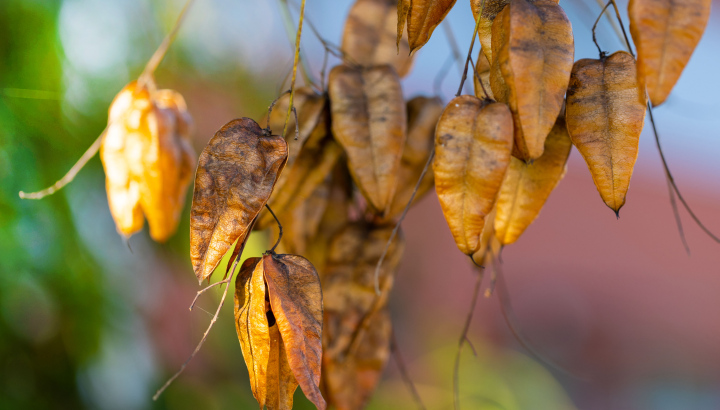 Dry Seeds on the Branch, autumn