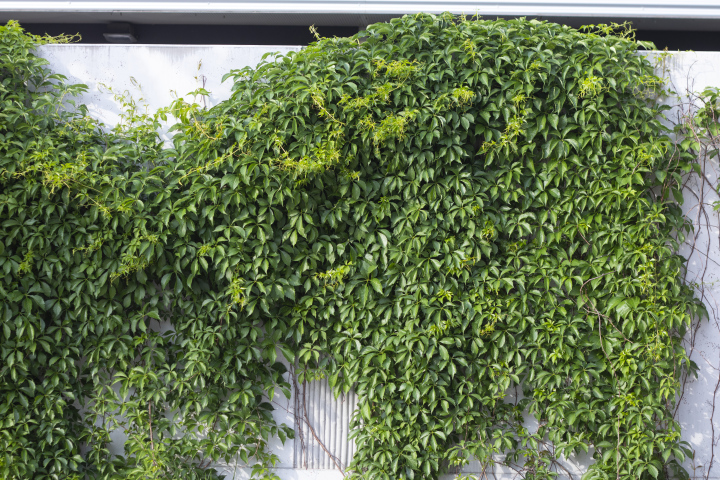 Parthenocissus On the Wall