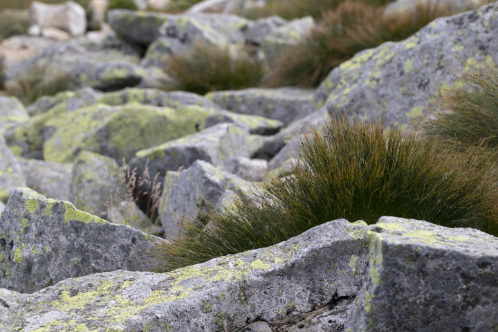 Clumps Of Grasses In The Mountains