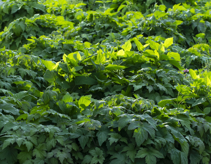 Lush Vegetation in the Garden