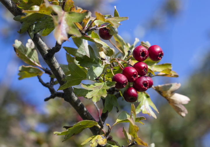 Hawthorn fruit