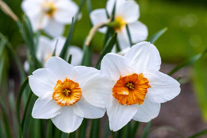 White Narcissus Professor Einstein