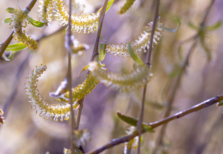 Blossoming willow