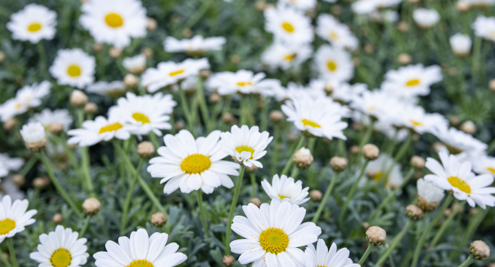 White Daisies