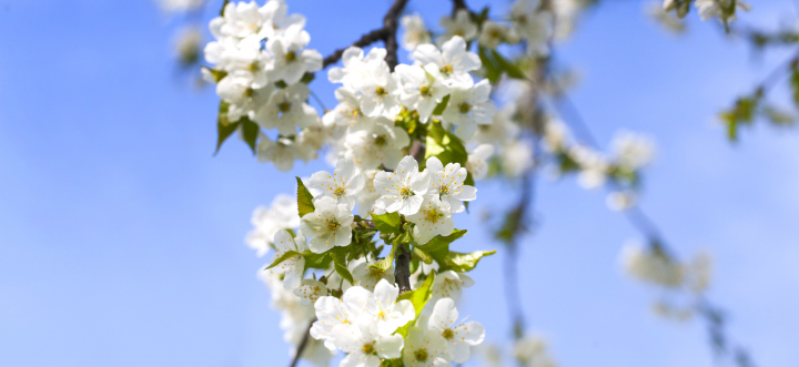 White cherry flowers