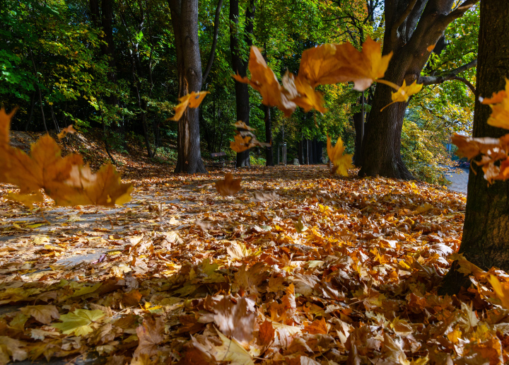 Alley with trees covered with leaves on a November morning.