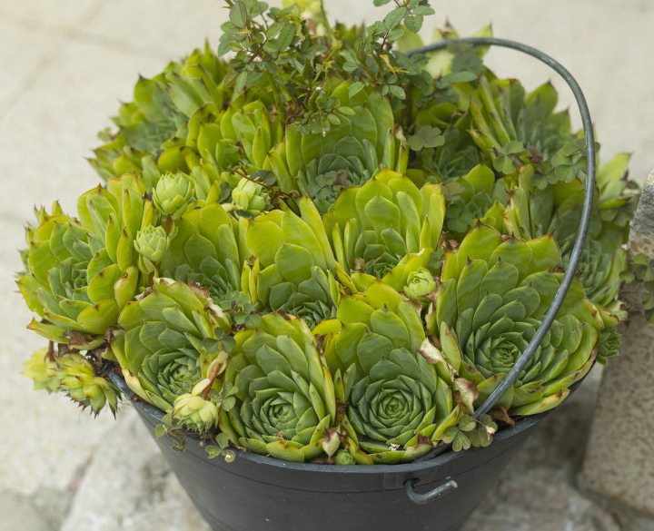 Swarm in a pot