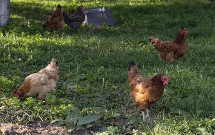Hens In A Rural Farmyard
