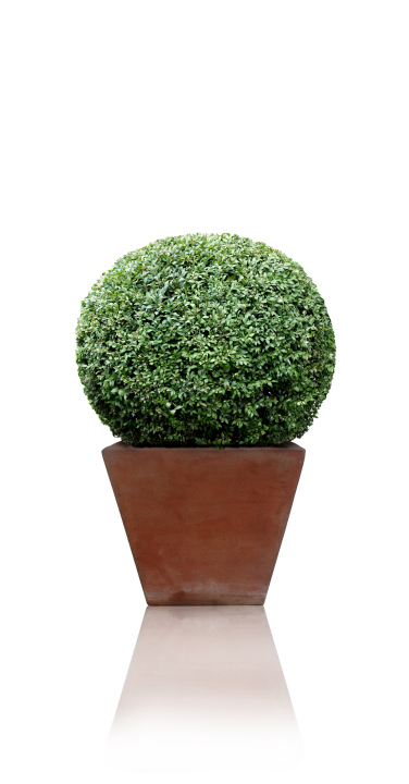 Boxwood Formed