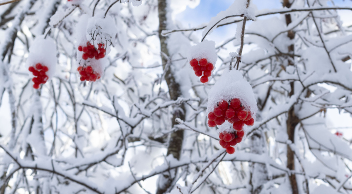 Red fruit on the bush, winter, food for birds